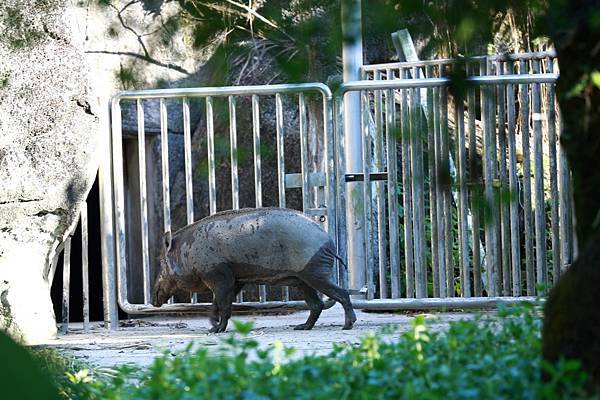 台北市立動物園 (11).JPG