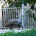 台北市立動物園 (11).JPG