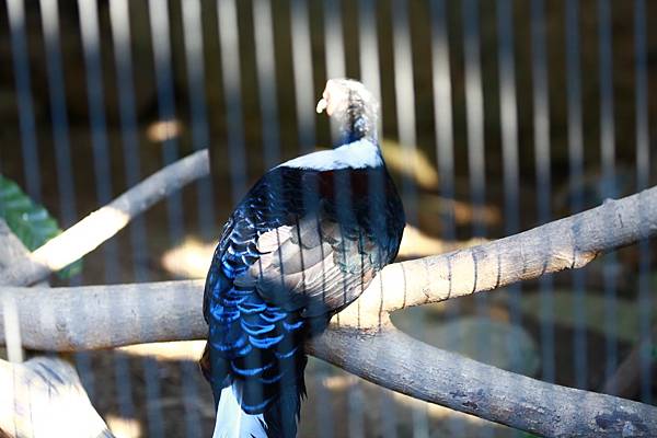 台北市立動物園 (12).JPG