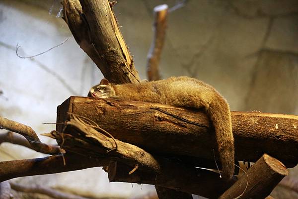 台北市立動物園 (19).JPG