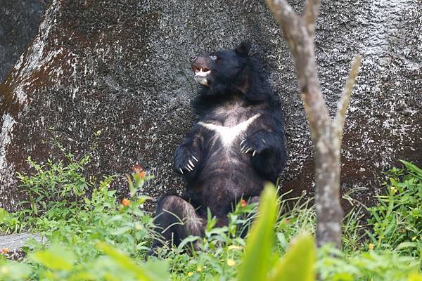 台北市立動物園 (16).JPG