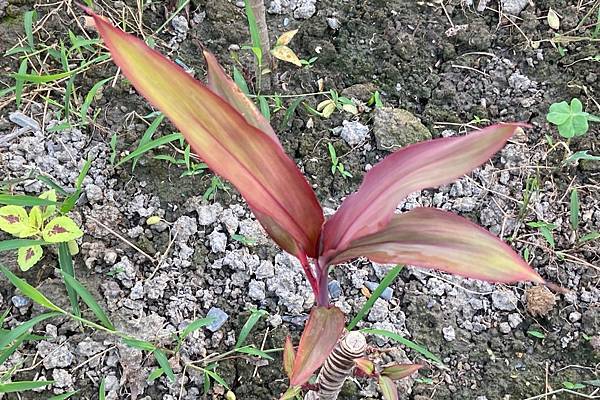紅竹-朱蕉-紅葉鐵樹-千年木 - 扦插種植紀事