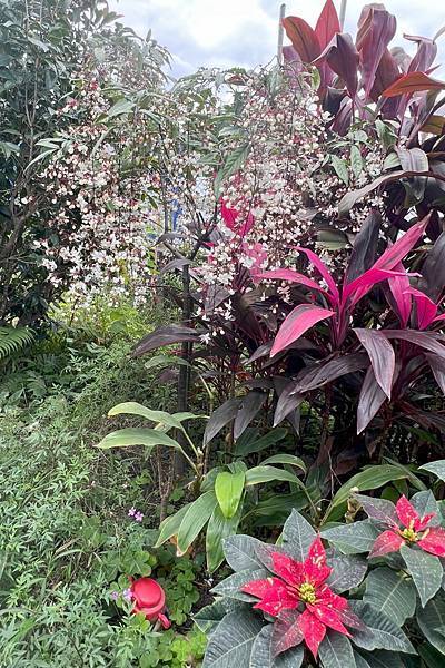 宜蘭田園趣 - 後花圃植物種類