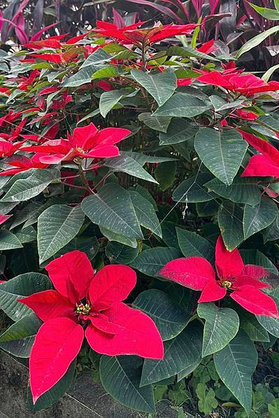 宜蘭田園趣 - 後花圃植物種類