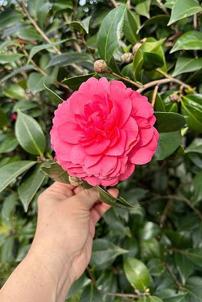 宜蘭田園趣 - 後花圃植物種類