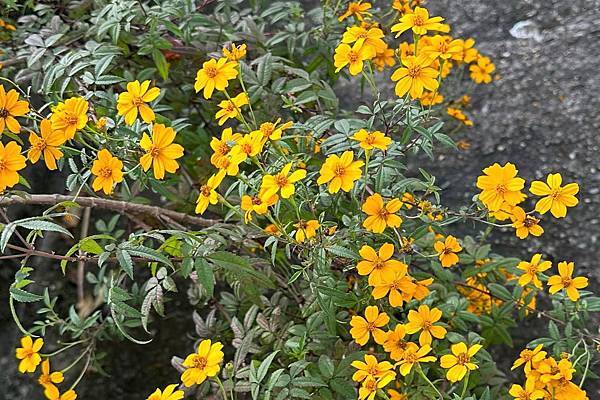 宜蘭田園趣 - 後花圃植物種類