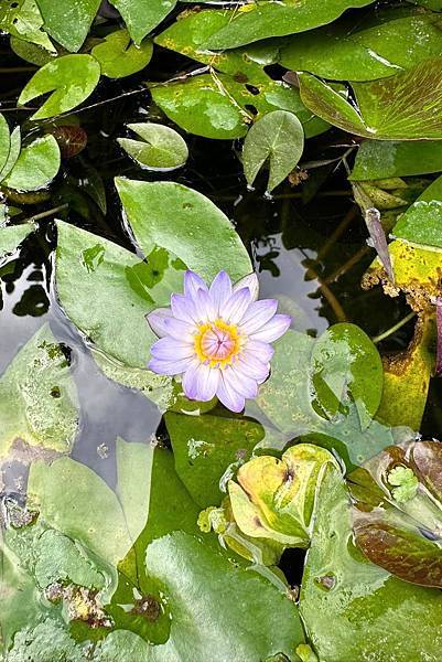 宜蘭田園趣 - 後花圃植物種類