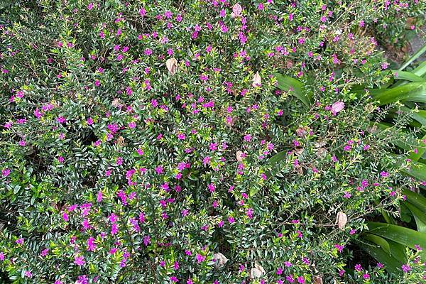 宜蘭田園趣 - 後花圃植物種類