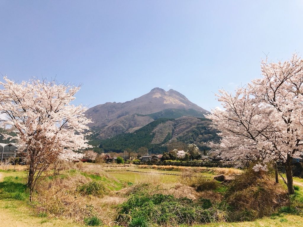 20180402湯布院福岡櫻花日day4_180403_0445.jpg