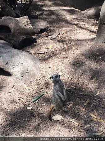 Meerkat