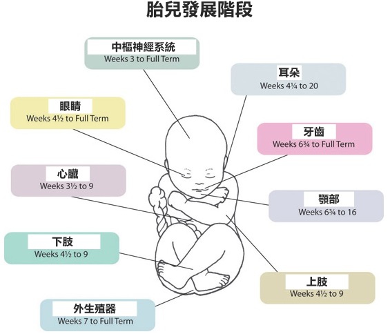 fetus2(1)_副本.jpg fetus2(1)_副本.jpg