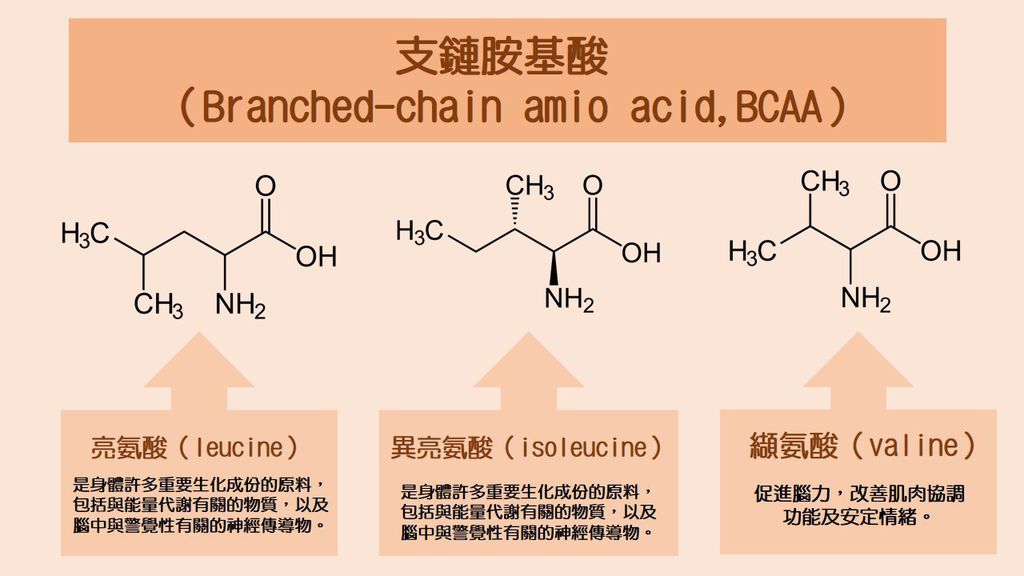 支鏈胺基酸.jpg