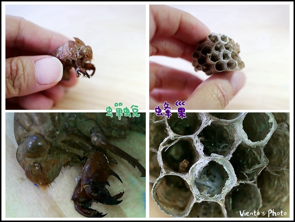 【育兒】STEAM可攜帶的兒童顯微鏡照相機@帶孩子觀察自然/