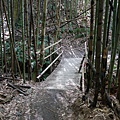 司馬庫斯巨木步道_024.JPG