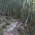 司馬庫斯巨木步道_034.JPG