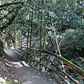 司馬庫斯巨木步道_038.JPG