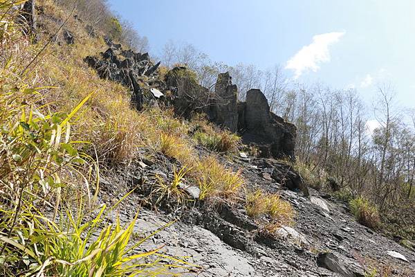 司馬庫斯巨木步道_058.JPG