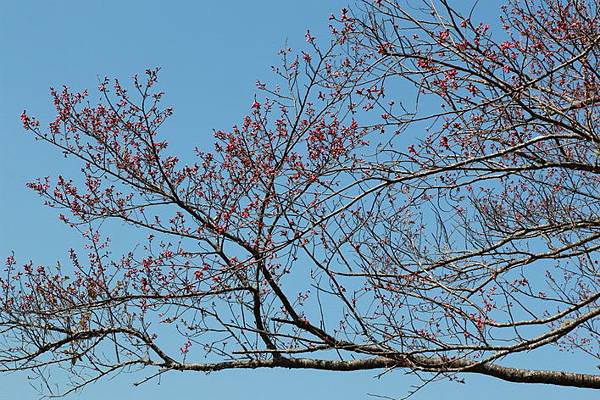 司馬庫斯巨木步道_069.JPG