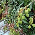 2014-05-09玉荷包即將成熟