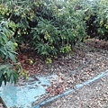 2014-05-09玉荷包即將成熟