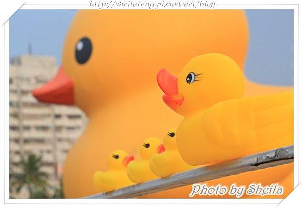 高雄看小鴨1.JPG 高雄看小鴨1.JPG