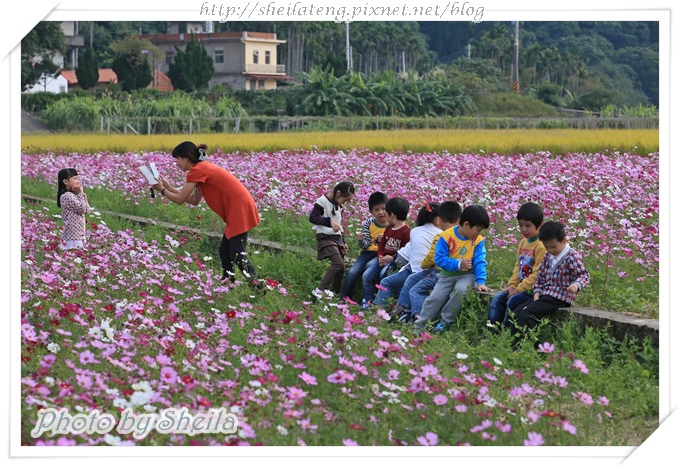 花海1.JPG 花海1.JPG