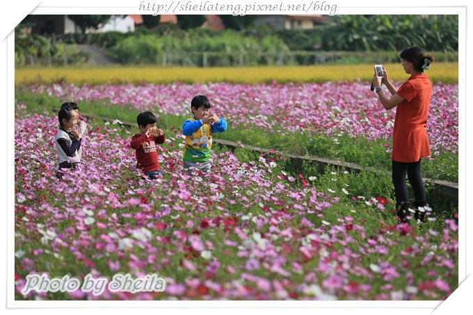 花海2.JPG 花海2.JPG