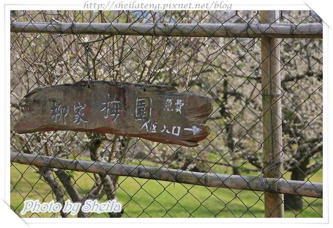 柳家梅園2.JPG 柳家梅園2.JPG