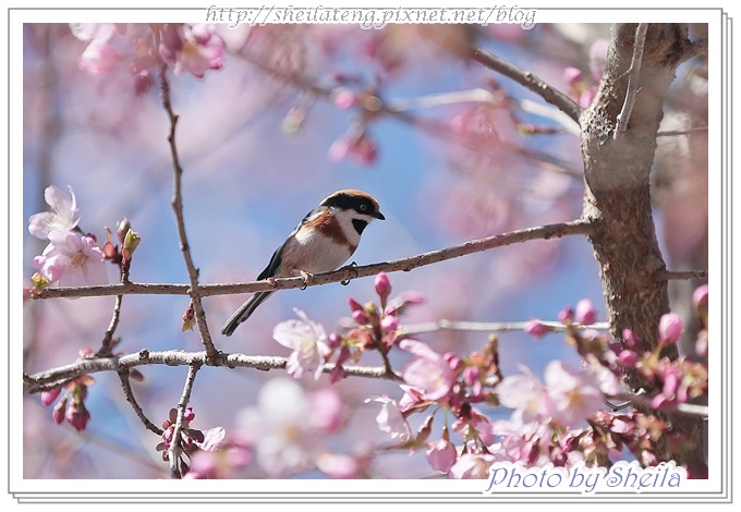 花鳥圖14.JPG