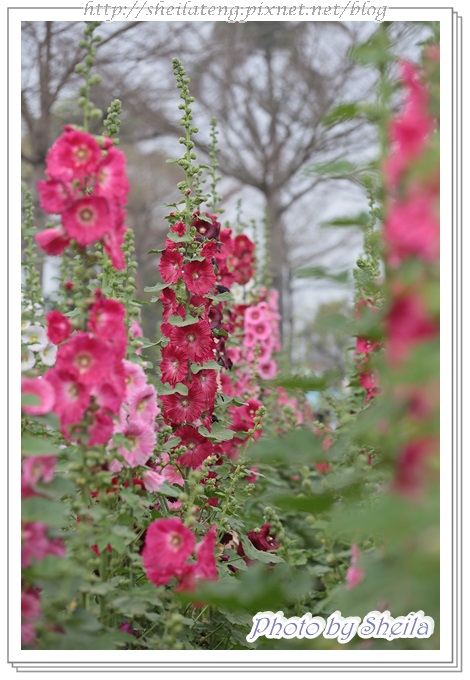 學甲蜀葵1.JPG 學甲蜀葵1.JPG