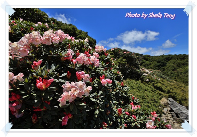 玉山杜鵑1.JPG