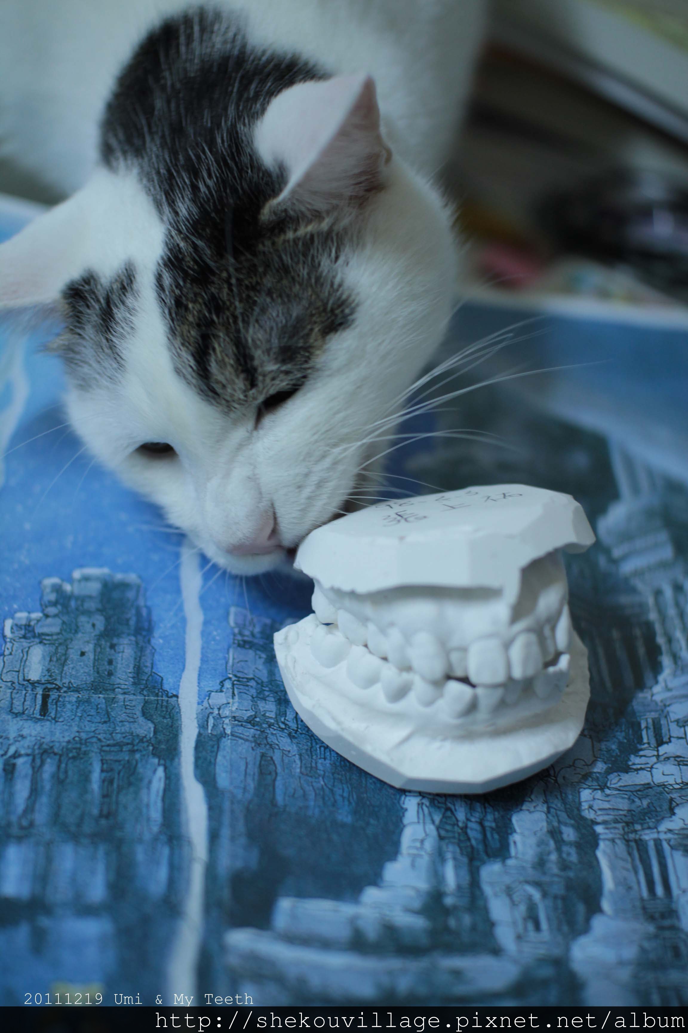 20111219_Umi n my teeth10.JPG