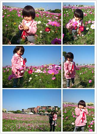 2014.1.20 波斯菊花海 2014.1.20 波斯菊花海