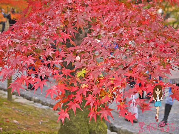 東福寺-29.jpg