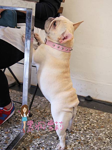 台中寵物下午茶(嗝咖啡gé cafe)-07.jpg