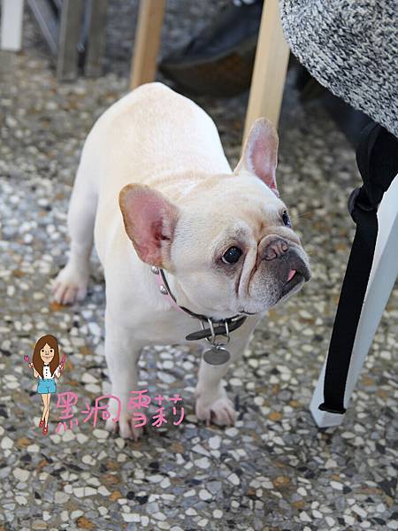 台中寵物下午茶(嗝咖啡gé cafe)-09.jpg