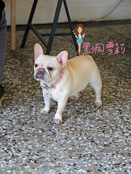 台中寵物下午茶(嗝咖啡gé cafe)-11.jpg