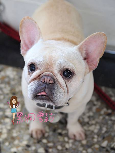 台中寵物下午茶(嗝咖啡gé cafe)-17.jpg