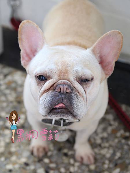 台中寵物下午茶(嗝咖啡gé cafe)-18.jpg