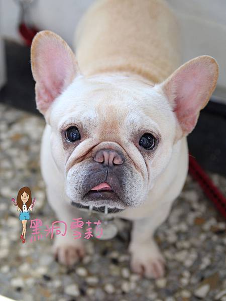 台中寵物下午茶(嗝咖啡gé cafe)-19.jpg