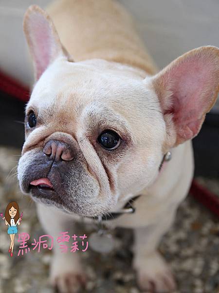 台中寵物下午茶(嗝咖啡gé cafe)-20.jpg