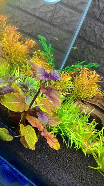 彩葉薄荷水上葉重種回水中,變成美麗紫色
