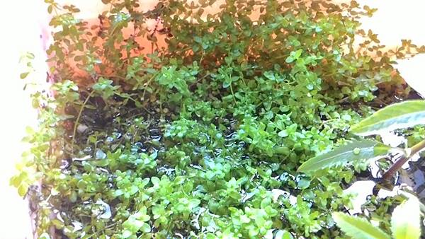 珍珠草-水上葉