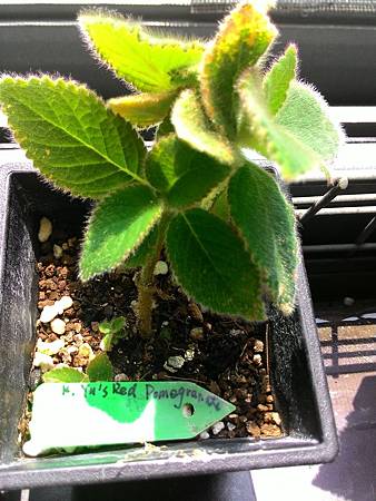 Kohleria %5CYu%5Cs Red Pomegranate__20150803_095337.jpg