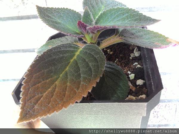 Kohleria 'Brazil Gem' 巴西珠寶_20150803_095606.jpg