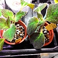 Kohleria 'HCY's Satin Bow'  HCY的緞帶蝴蝶結