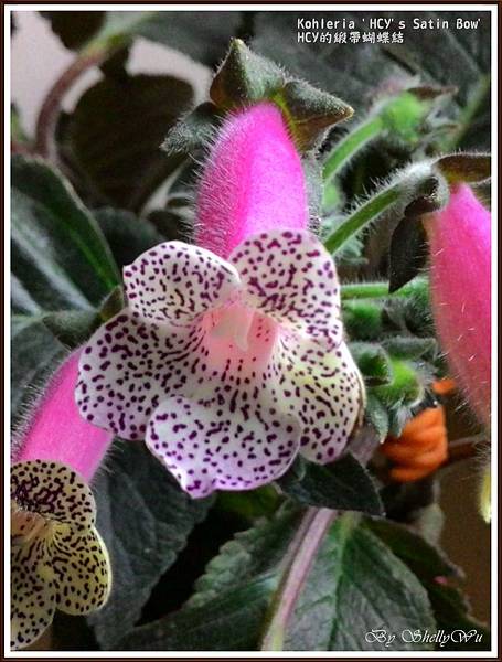 Kohleria 'HCY's Satin Bow'  HCY的緞帶蝴蝶結