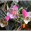 Kohleria 'HCY's Satin Bow'  HCY的緞帶蝴蝶結