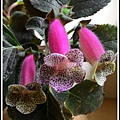 Kohleria 'HCY's Satin Bow'  HCY的緞帶蝴蝶結