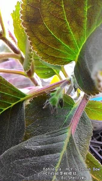 Kohleria 'HCY's Satin Bow'  HCY的緞帶蝴蝶結